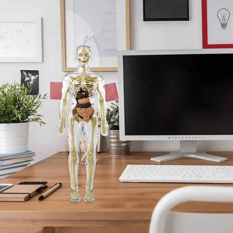 BowLift | Clear Human Body Structure Model