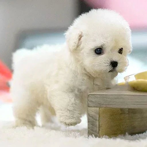 Skanto | SnugglePup – Realistic Plush Puppy with Lifelike Details