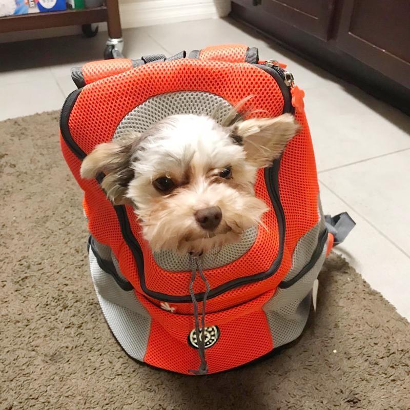 Brehn | Backpack for dogs/cats