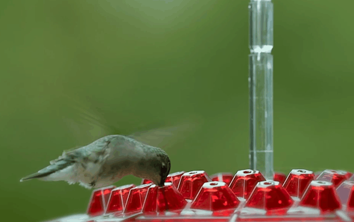 BowLift | Ant Proof Hummingbird Feeder | 30 Feeding Ports, UV Resistant & Ideal for Outdoor Bird Watching