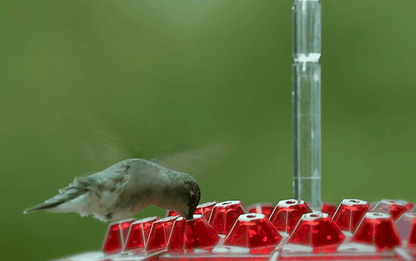 BowLift | Ant Proof Hummingbird Feeder | 30 Feeding Ports, UV Resistant & Ideal for Outdoor Bird Watching