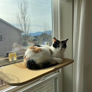 Skanto | Foldable Cat Hammock with Suction Cup Cat Hammock
