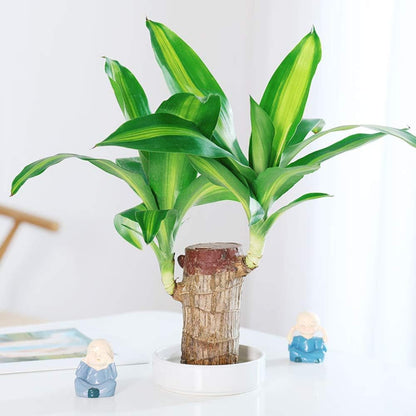 BowLift | Lucky Brazil Wood Potted Plant