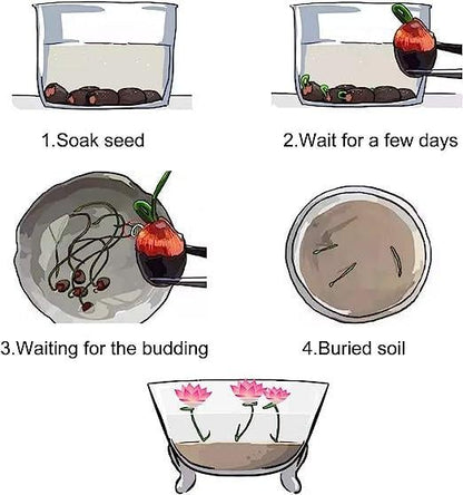 LotusWaters – Bonsai Water Garden Seeds for Pond and Balcony | Karnz