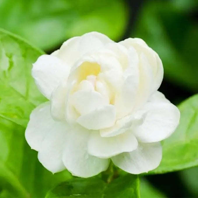 BowLift | 100 jasmine seeds for fragrant, evergreen climbing plants