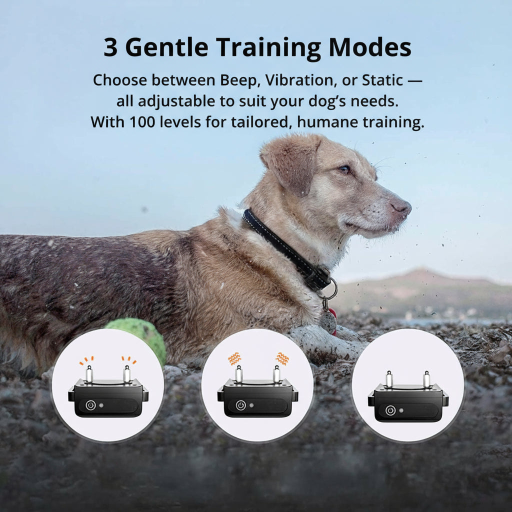 Kalsten | 1000m Waterproof Dog Training Collar | Rechargeable, Remote Control & Adjustable for Small, Medium, and Large Dogs