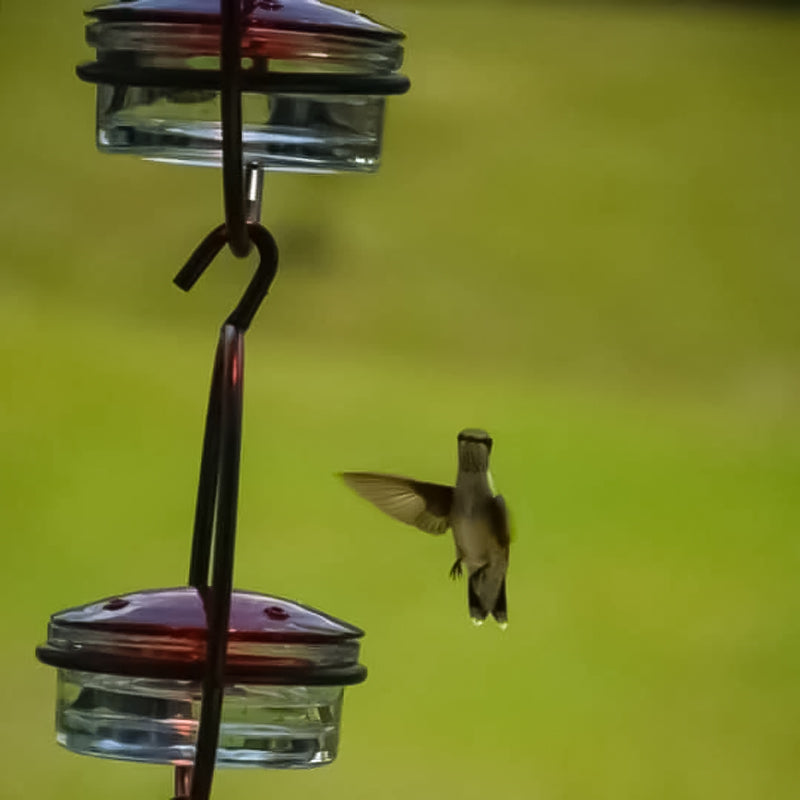 BowLift | Simple Hummingbird Water Dispenser Made of Metal