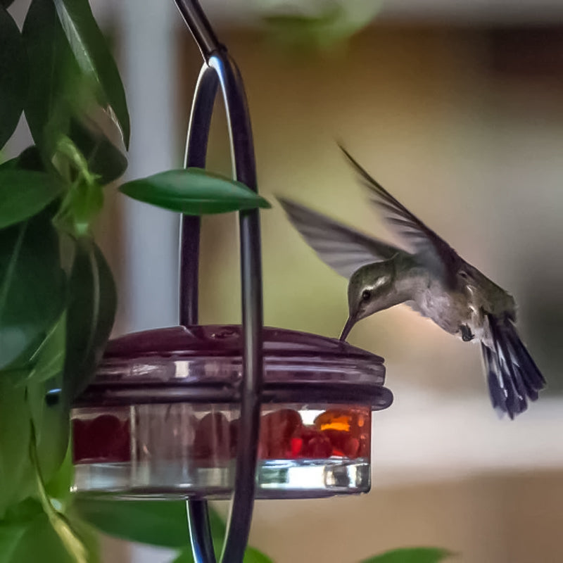 BowLift | Simple Hummingbird Water Dispenser Made of Metal