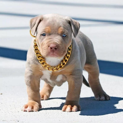 Pet Jewelry Thick Gold Chain Collar