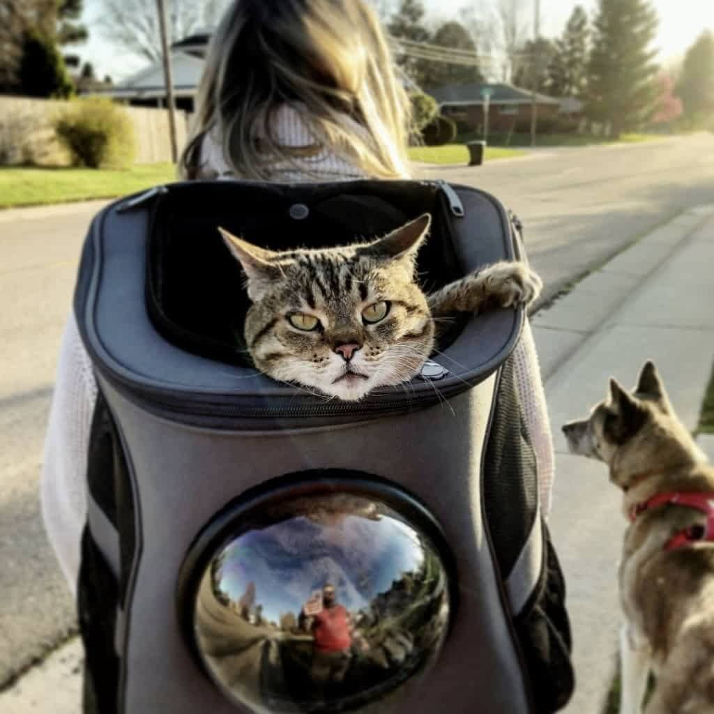 BowLift | Spacious View Cat Backpack – Comfortable Pet Carrier with Bubble Window