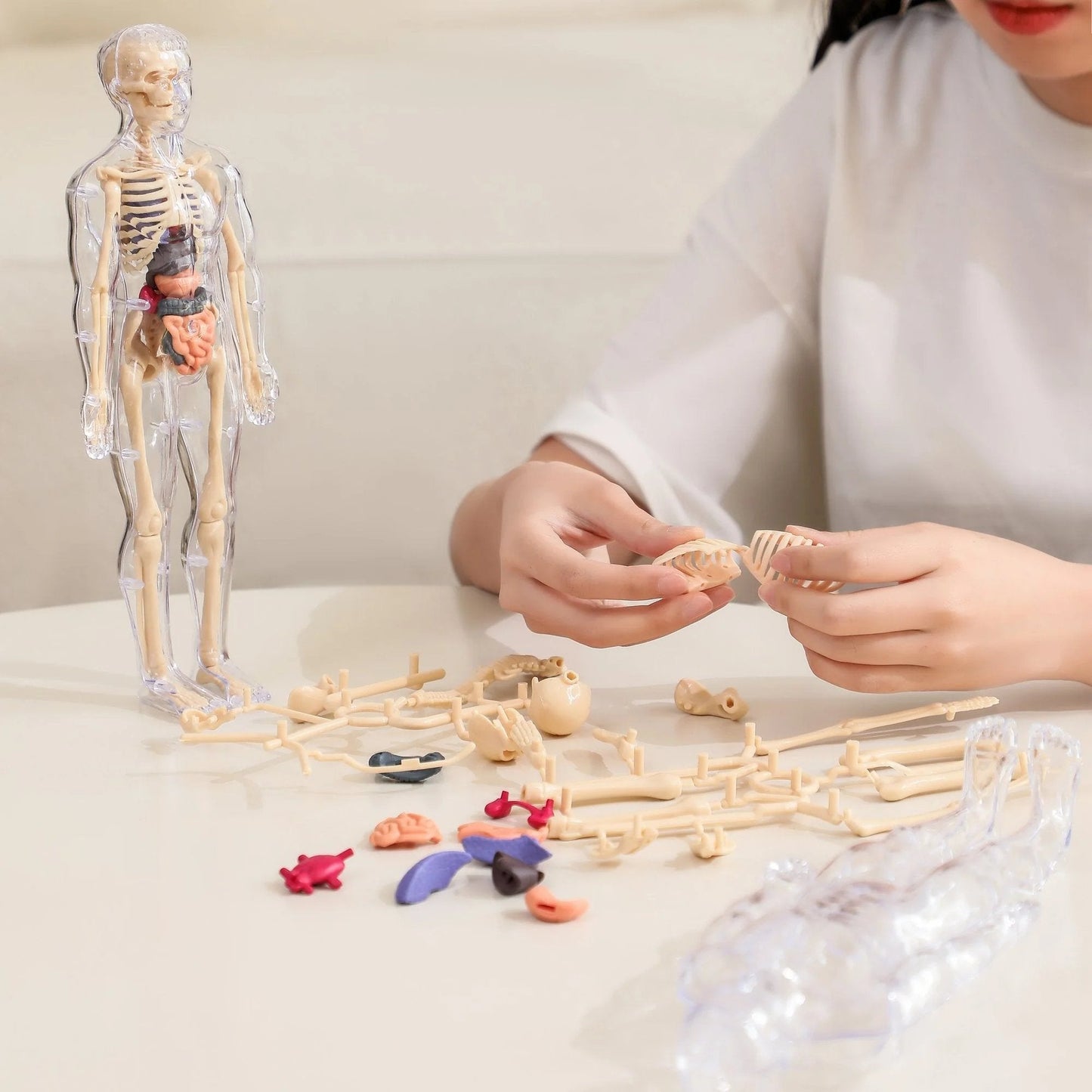 BowLift | Clear Human Body Structure Model