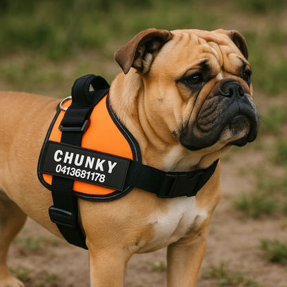 Skanto | Personalized No-Pull Dog Harness with Adjustable Fit