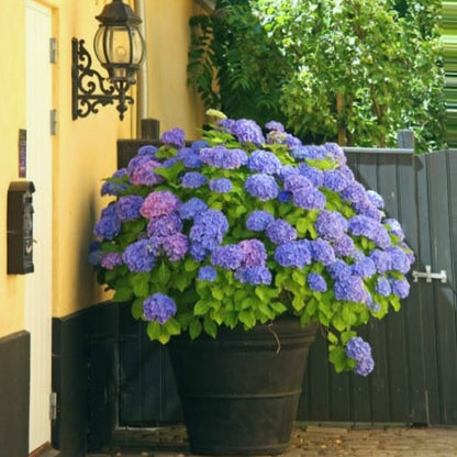 BowLift | Outdoor Artificial Hydrangea Flowers