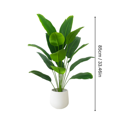 Skanto | EverGreen