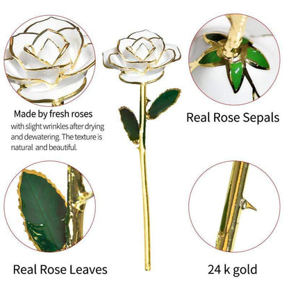 Skanto | 24k Gold-Dipped Eternal Rose