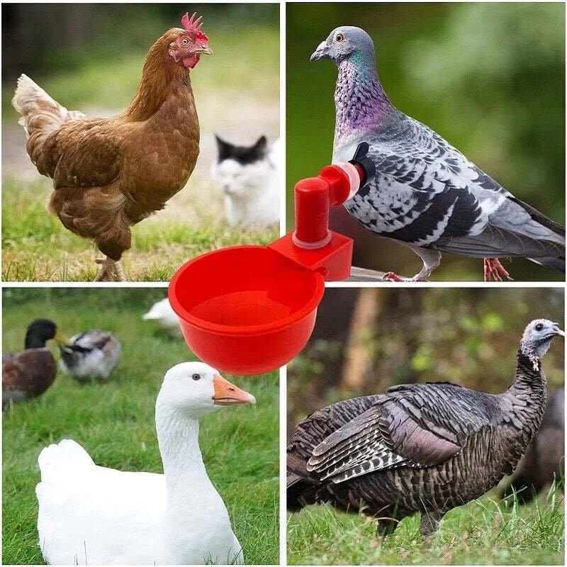 Norvo | Automatic Chicken Water Cup Bird Coop