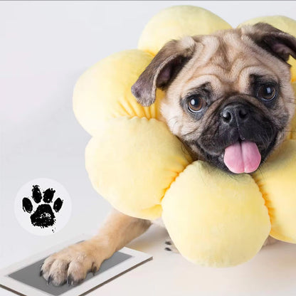 Norvo | DIY Pet Paw Print Memory Frame