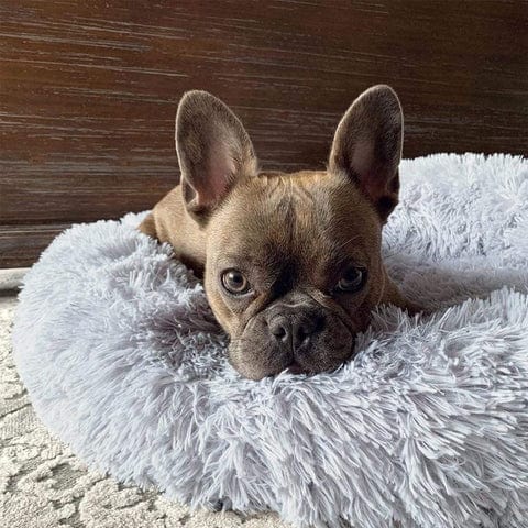 Skanto | Fluffy Calming Pet Bed for Dogs and Cats