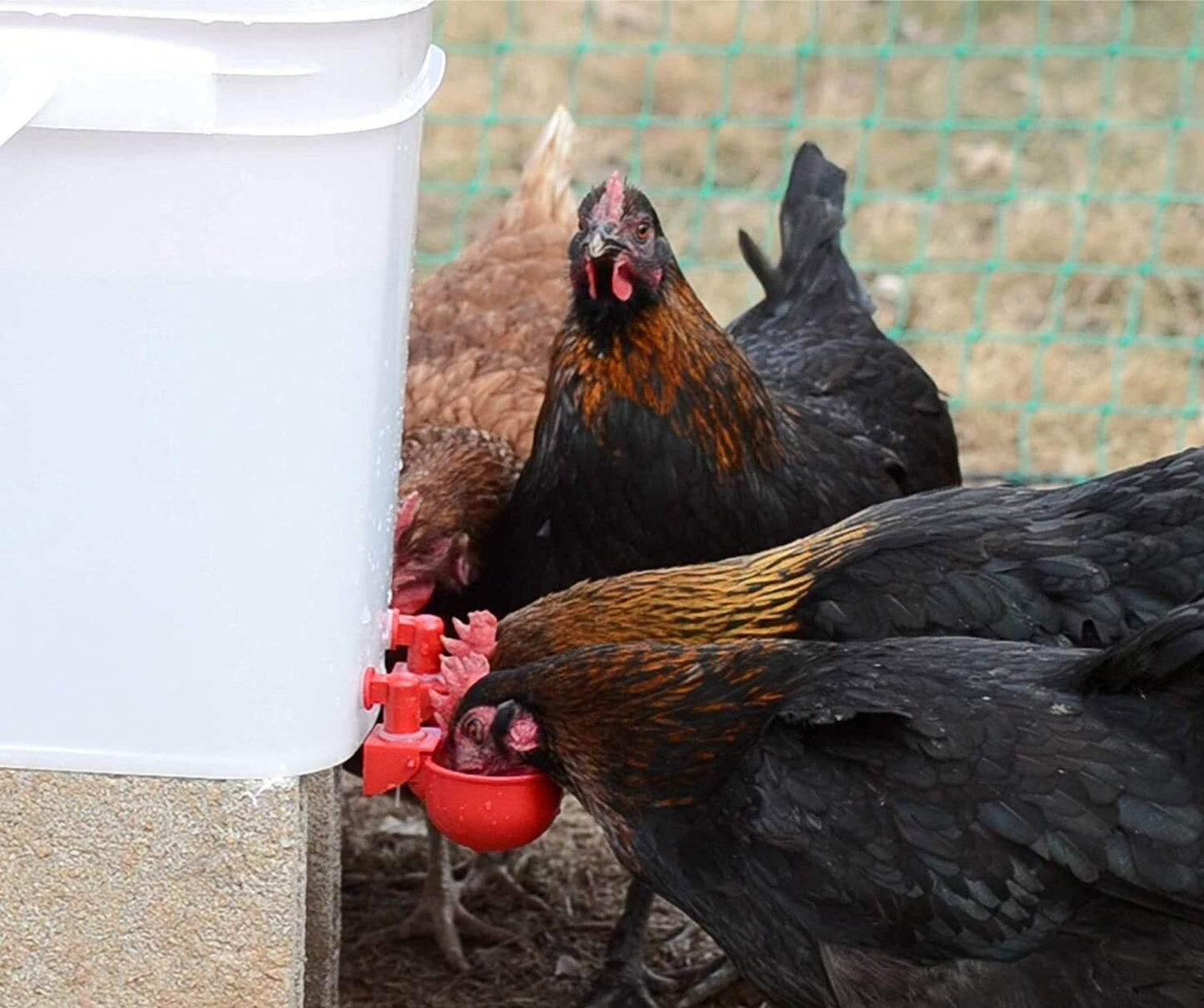 Norvo | Automatic Chicken Water Cup Bird Coop