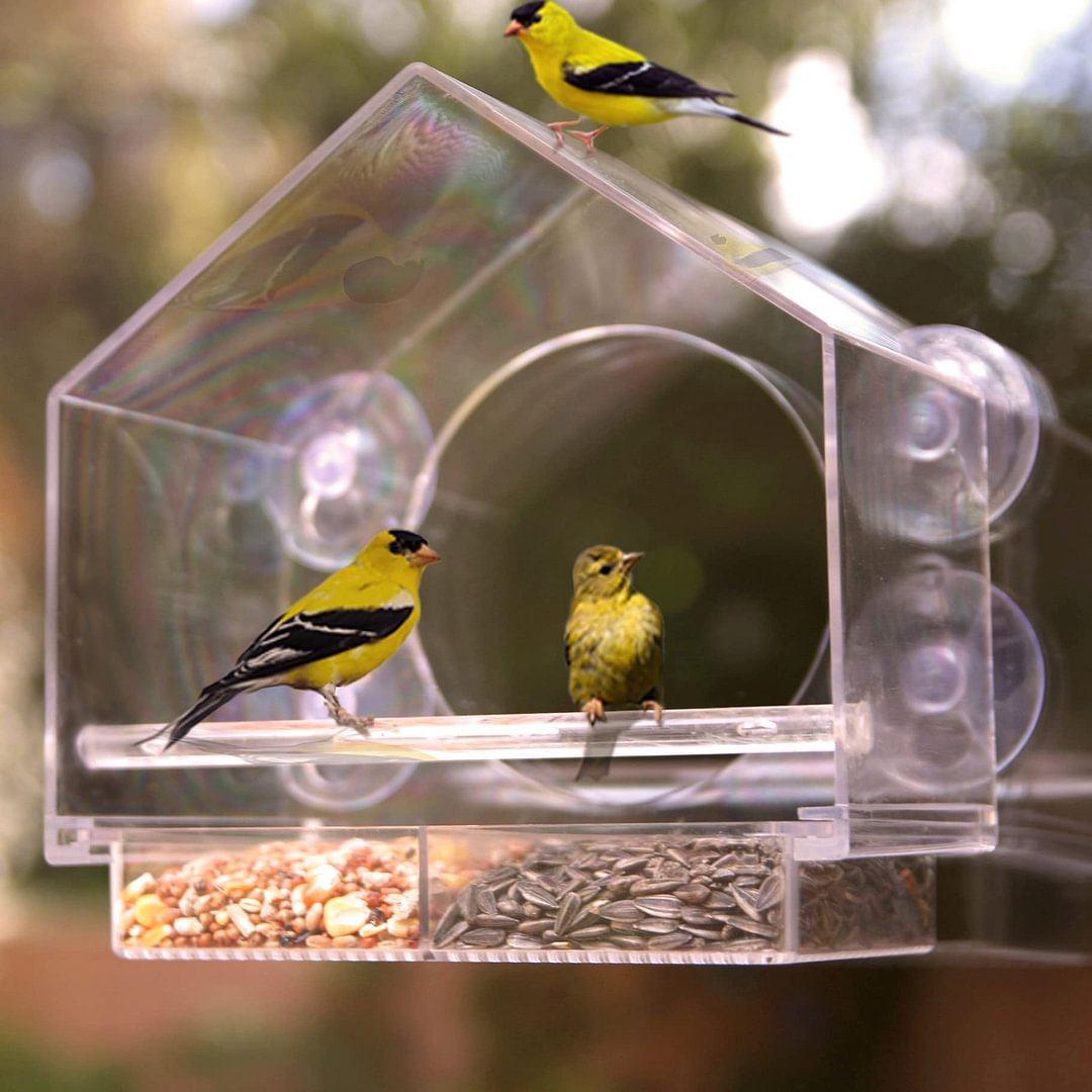 Skanto | Window Bird Feeder for Outdoor Use