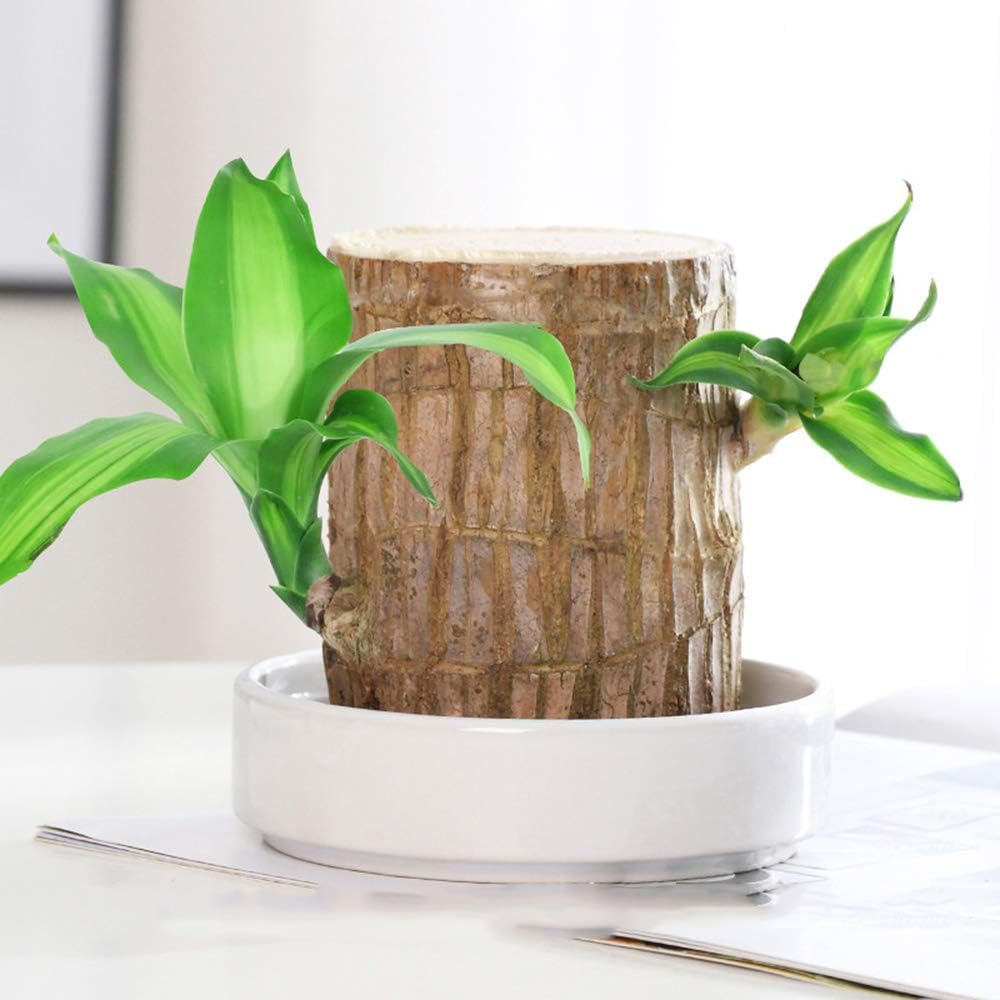 BowLift | Lucky Brazil Wood Potted Plant