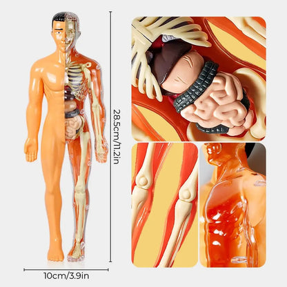 BowLift | 3D model of the human body – Playful anatomy learning