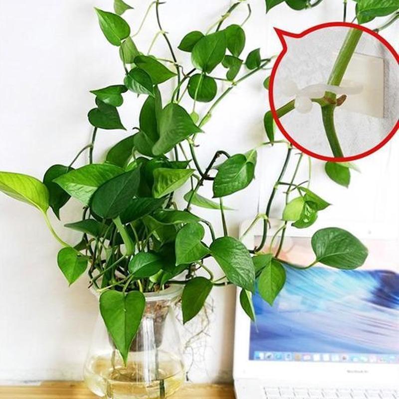 Wall clips for climbing plants (30 pieces) | Bowlift