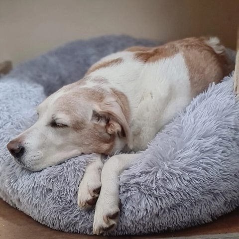 Skanto | Fluffy Calming Pet Bed for Dogs and Cats
