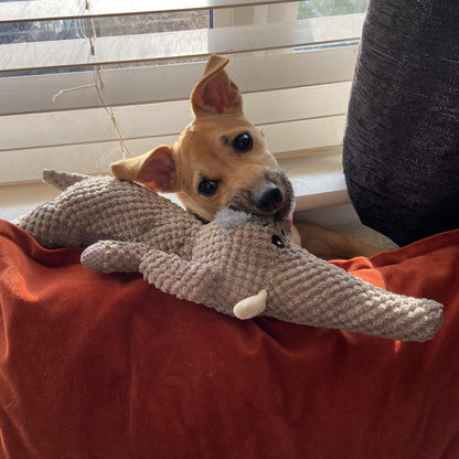 Extra strong dog toy - Maximus