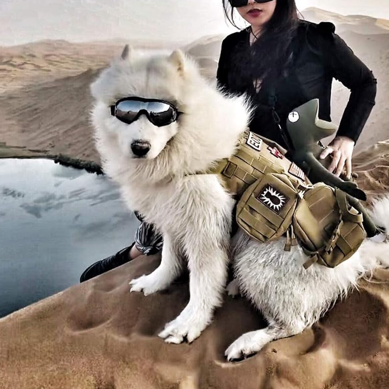 Skanto | Outdoor Dog Goggles