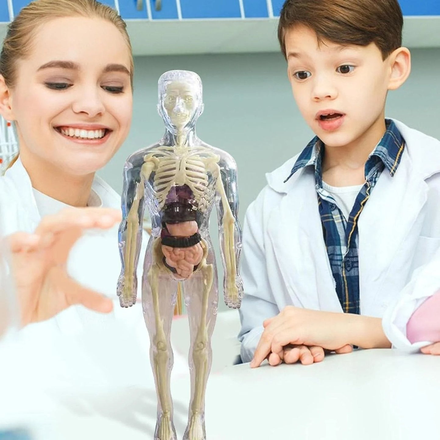 BowLift | Clear Human Body Structure Model