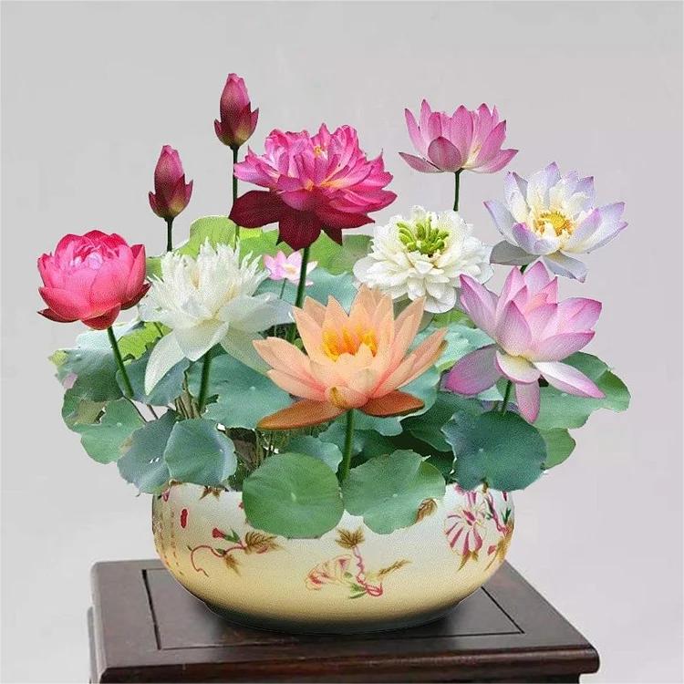 LotusWaters – Bonsai Water Garden Seeds for Pond and Balcony | Skanto