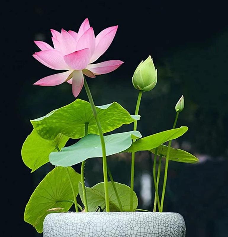 LotusWaters – Bonsai Water Garden Seeds for Pond and Balcony | Karnz