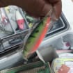 Skanto | Fishing Gear Bait Set