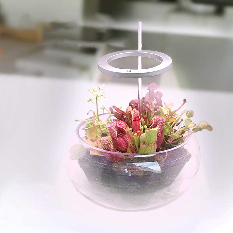 Skanto | Grow Light for Indoor Plants