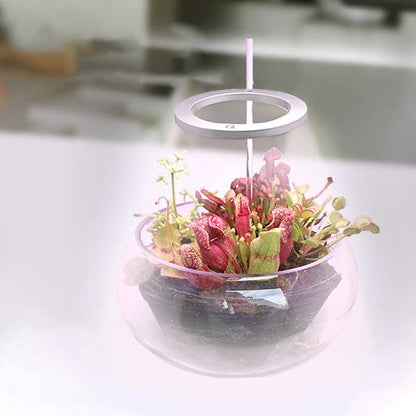 Skanto | Grow Light for Indoor Plants