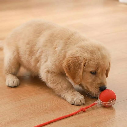 Skanto Active Rolling Ball with Tail for Dogs Skanto