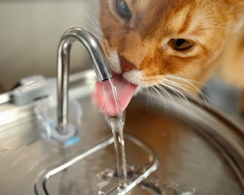 BowLift | Ultra-Quiet Stainless Steel Pet Water Fountain with Triple Filtration System - 108.2oz Capacity for Cats and Dogs