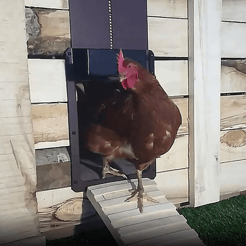 Skanto | Automatic Chicken Coop Door