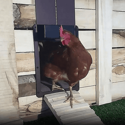 Skanto | Automatic Chicken Coop Door