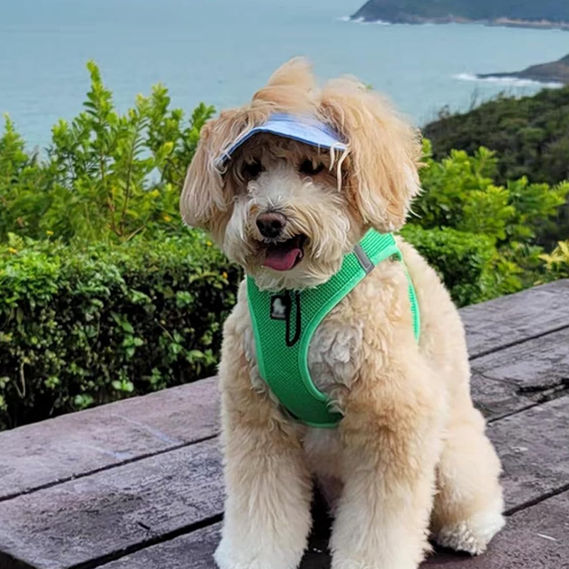 BowLift | Outdoor Sun Protection Hood for Dogs