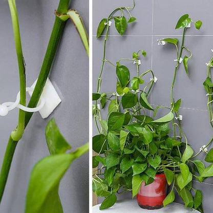 Wall clips for climbing plants (30 pieces) | Bowlift