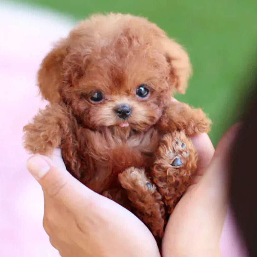BowLift | Interactive Plush Dog with Realistic Movements – For Children & Seniors