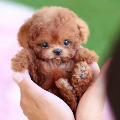 BowLift | Interactive Plush Dog with Realistic Movements – For Children & Seniors