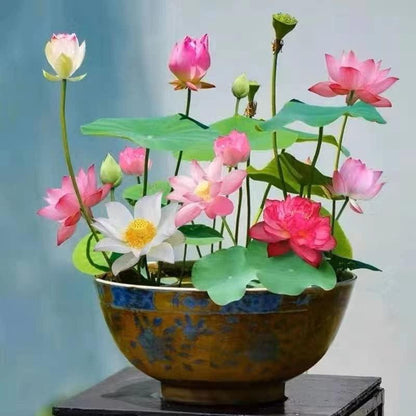 LotusWaters – Bonsai Water Garden Seeds for Pond and Balcony | Karnz