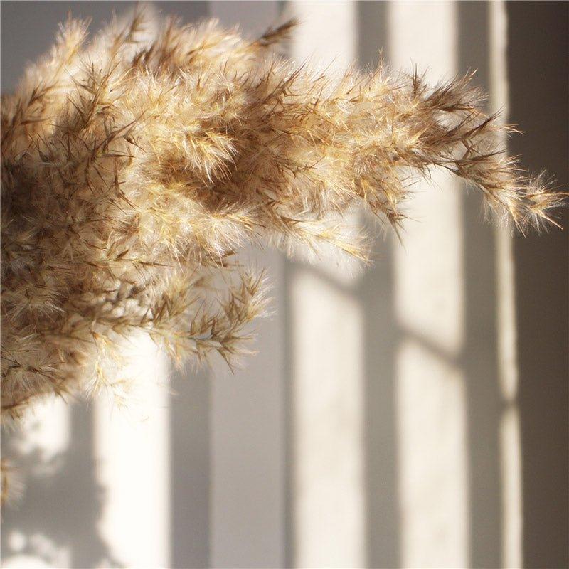 Skanto | 60 cm Natural, Genuine, Brown-Beige Dried Pampas Grass Bouquet │ Fluffy Feathers for Modern Boho Home Decor