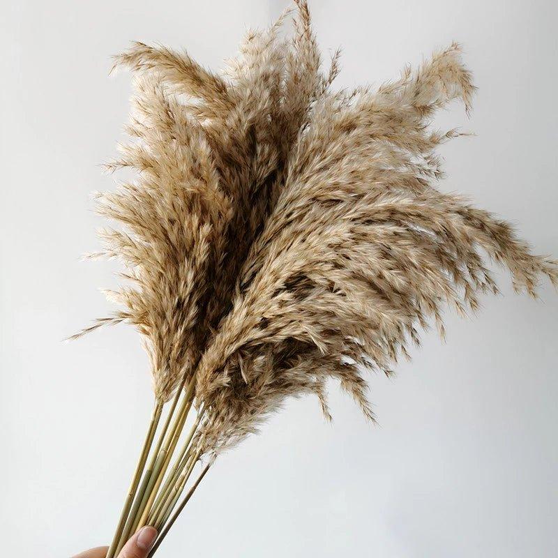 Skanto | 60 cm Natural, Genuine, Brown-Beige Dried Pampas Grass Bouquet │ Fluffy Feathers for Modern Boho Home Decor