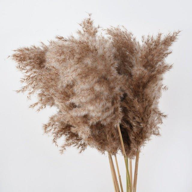 Skanto | 60 cm Natural, Genuine, Brown-Beige Dried Pampas Grass Bouquet │ Fluffy Feathers for Modern Boho Home Decor