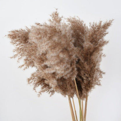 Skanto | 60 cm Natural, Genuine, Brown-Beige Dried Pampas Grass Bouquet │ Fluffy Feathers for Modern Boho Home Decor