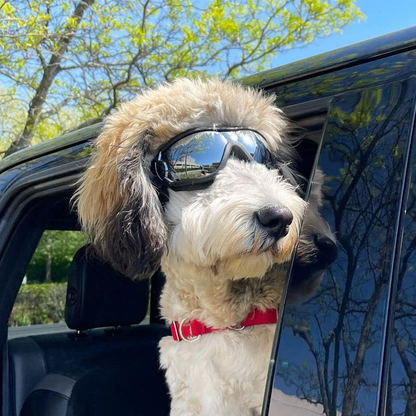Skanto | Outdoor Dog Goggles